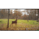 Wildlife Research Center Active-Branch Mock Scrape Kit