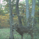 Wildlife Research Center Active-Branch Mock Scrape Kit
