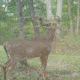 Wildlife Research Center Active-Branch Mock Scrape Kit