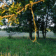 Wind Pro Scrape Vine, Brown, WPHD2