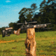 WOOX Furiosa Rifle Chassis, Savage 110, Short Action, Tiger Wood, SH.CHS012.11