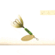 Wordens Rooster Tail In-Line Spinner, 2 1/4in, 1/8 oz Treble Hook, Green Caddis, 208-GRCA