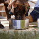 Yeti Boomer 4 Dog Bowl