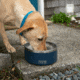 Yeti Boomer 4 Dog Bowl