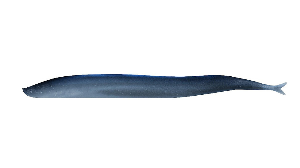Berkley Gulp! Saltwater Sand Eel Soft Bait, 5in, Silver Mud, 1121693