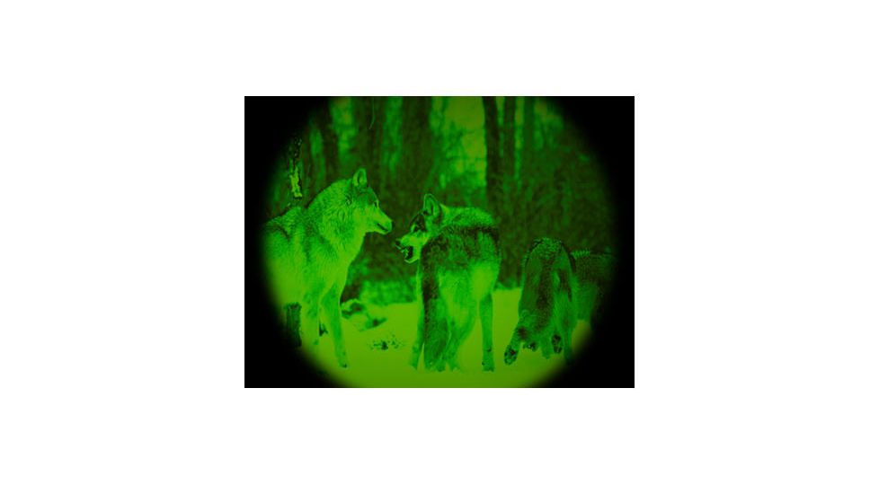 Night Vision image of Wolves