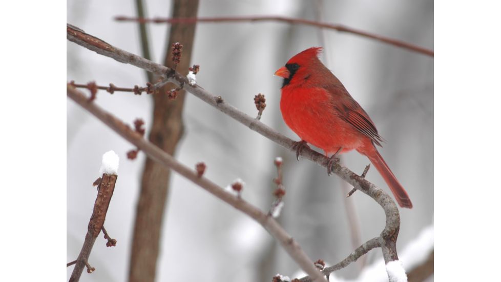 Cardinal up Close