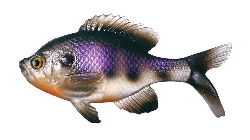 Rapala The Gill Boot Tail Swimbaits, 7, 5.25in, Natural Dark Bluegill, CB-Gill5.25-10