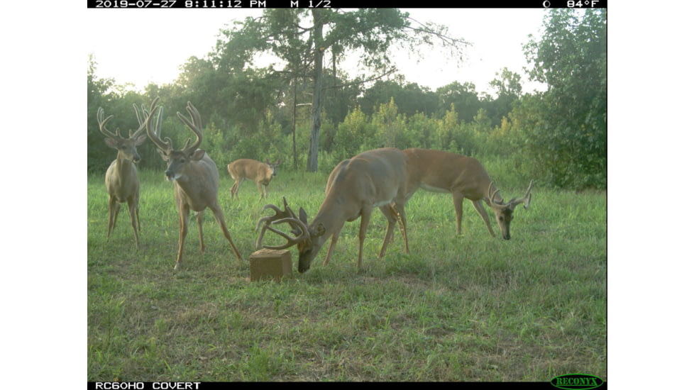 4S Antler Addict Mineral Block