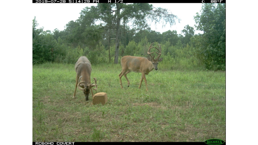 4S Antler Addict Mineral Block