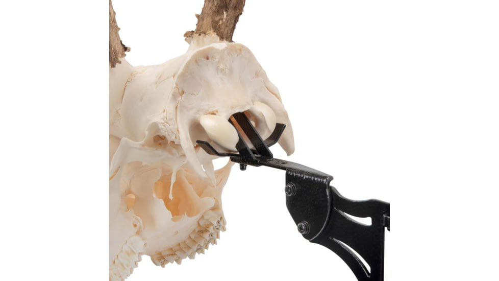 Allen EZ Mount Skull Stand Deer Size, 7203