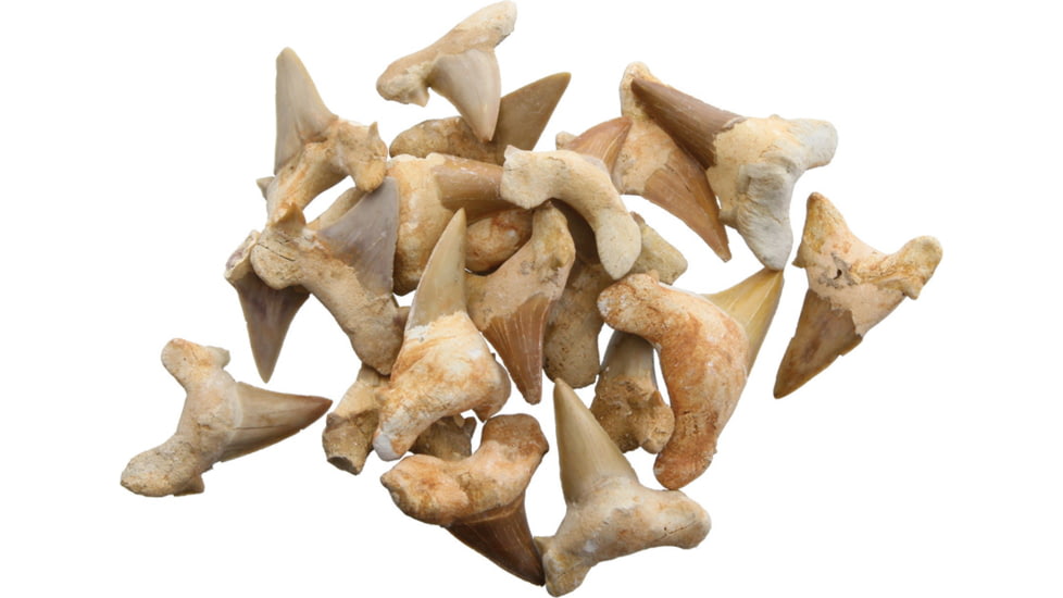 Arrowhead Shark Tooth Fossils 1.5 Inch, Pack of 20, 30333024