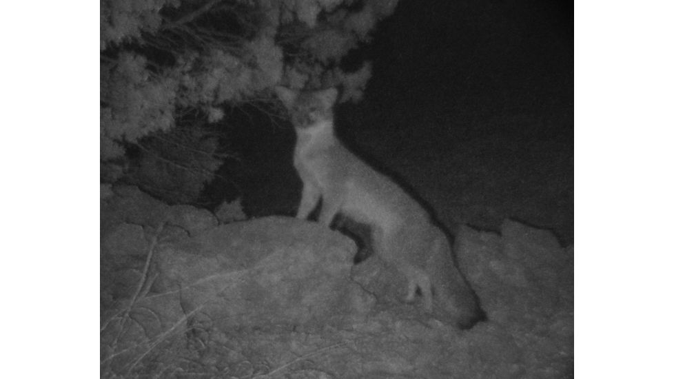 ATN Night Spirit MP-WPT, Night Vision Multi-Purpose System NVMNNSPMW0