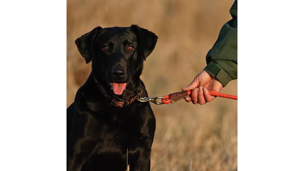 Avery Sporting Dog 30in Floating Check Cord 2170
