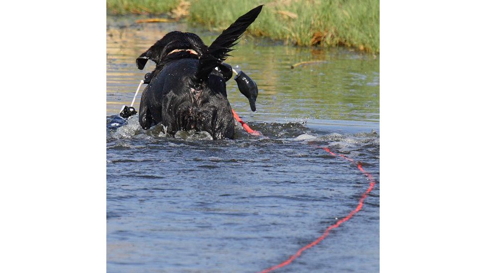Avery Sporting Dog 30in Floating Check Cord 2170