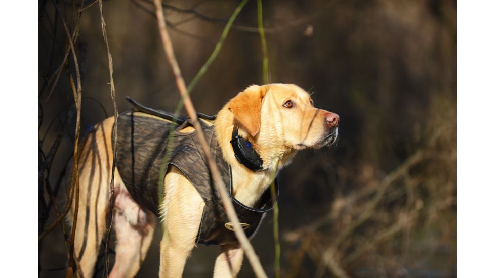 Avery Sporting Dog Boater's Dog Parka, BTML, Extra Small 03108