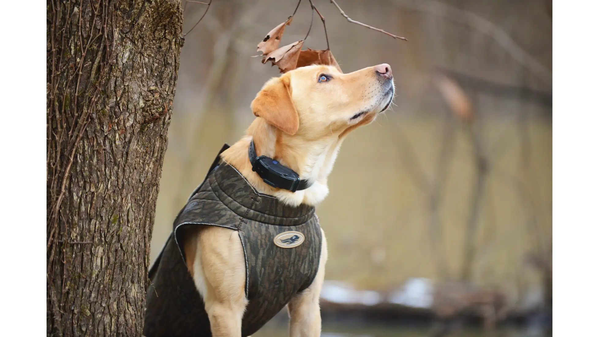 Avery dog hunting vest