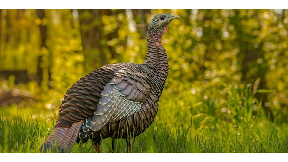 Avian X HDR Hen Decoy, Synthetic, AVXAVX8106