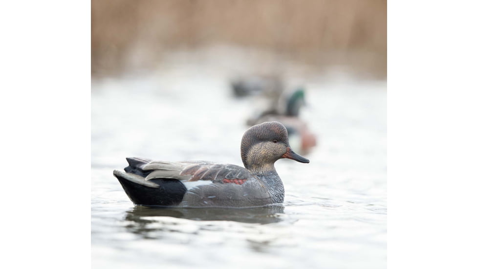 Avian X Topflight Gadwall Decoy, AVX-AVX8085