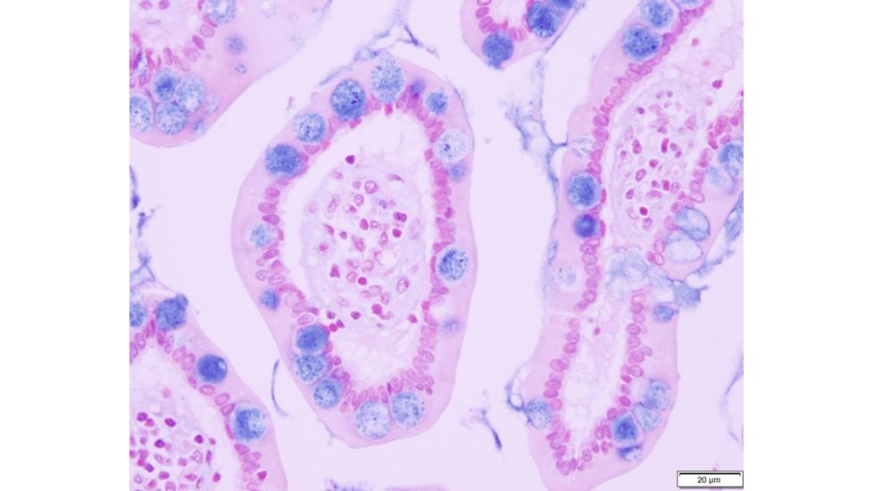 Azer Scientific Control SLIDE, Alcian Blue ESCS-104