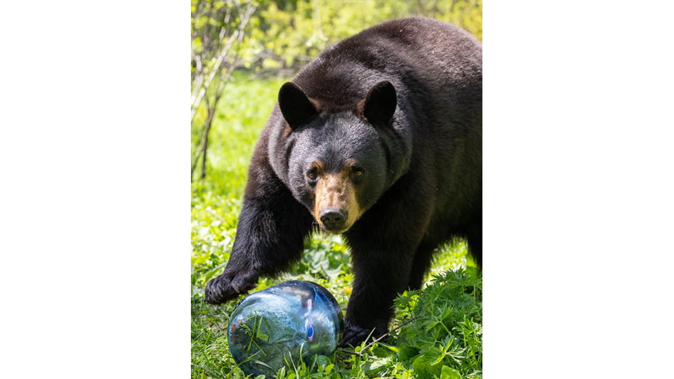 BearVault Jaunt Bear Resistant Food Canister, Transparent Blue, 1.9 Gal, BV450