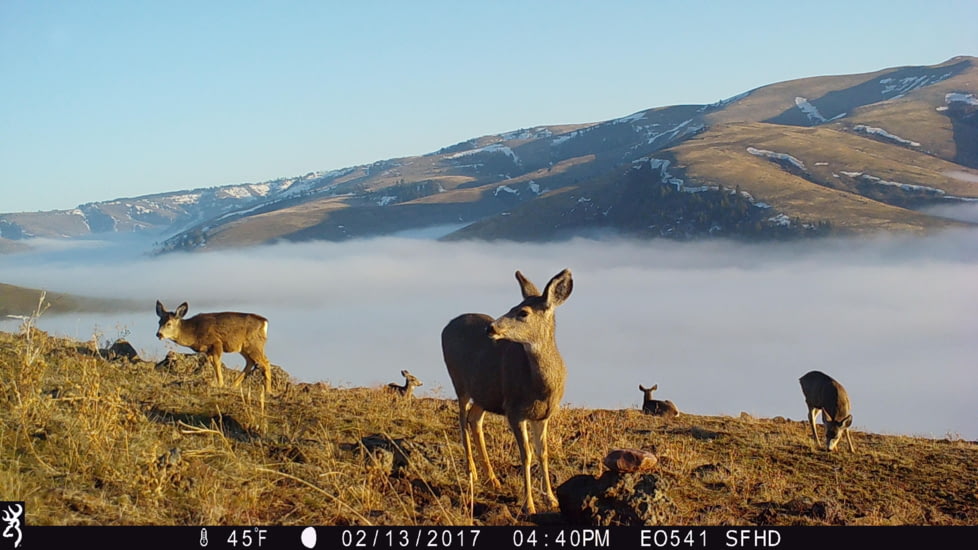 Browning Trail Cameras 24 MP Strike Force Pro Xd Dual Lens Full HD Trail Camera, CAMO, BTC-5PXD