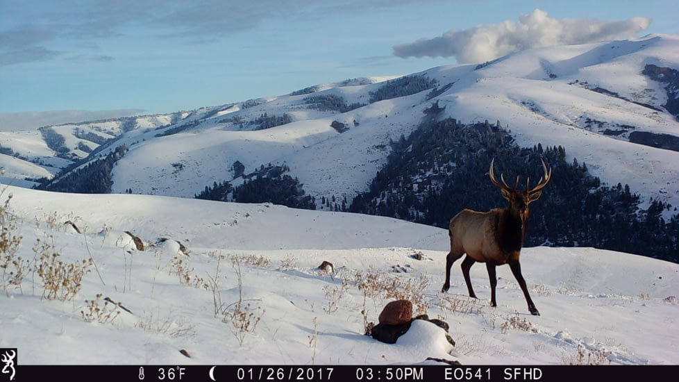 Browning Trail Cameras Strike Force Hd Max, Camo, BTC-5HD-MAX