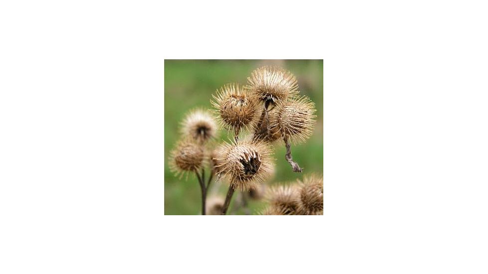 burrs weed hiking hunting burr