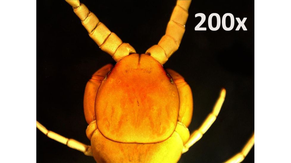 Celestron Handheld Digital Microscope Pro 44308