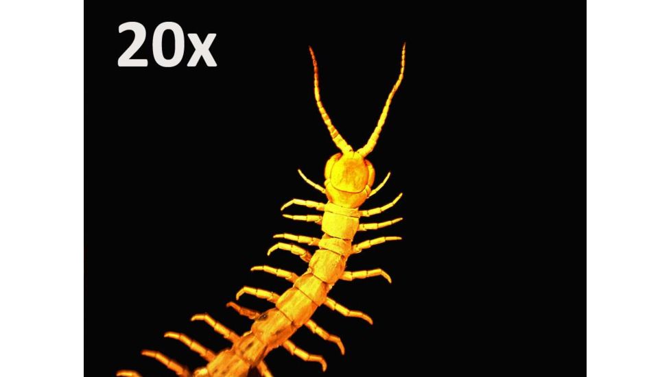 Celestron Handheld Digital Microscope Pro 44308