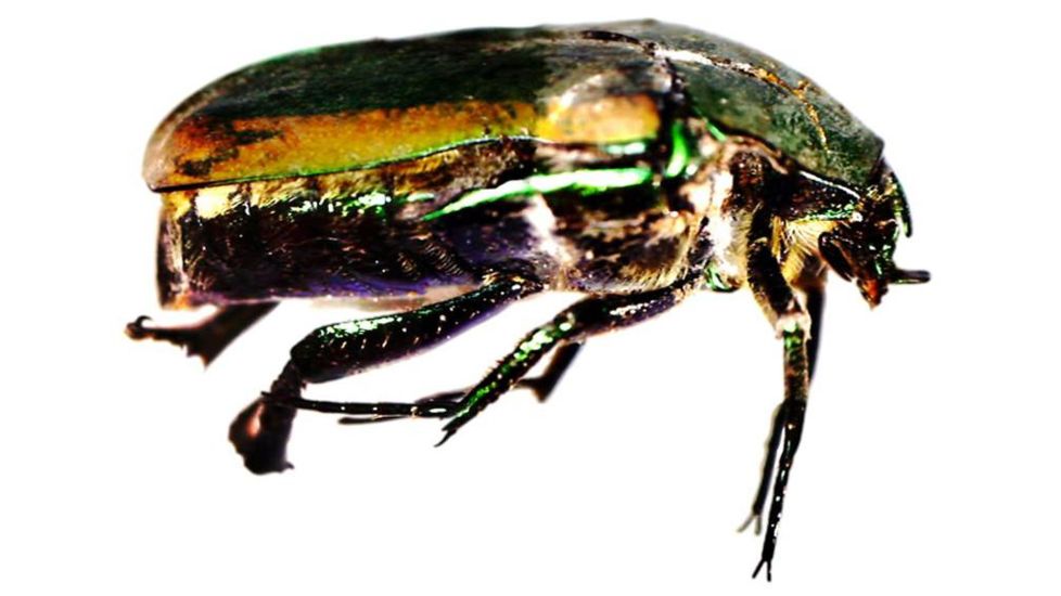 Celestron Infiniview - LCD Digital Microscope 44360