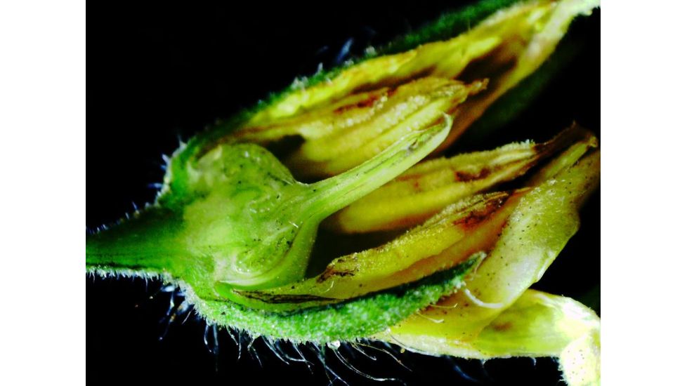 Celestron Infiniview - LCD Digital Microscope 44360