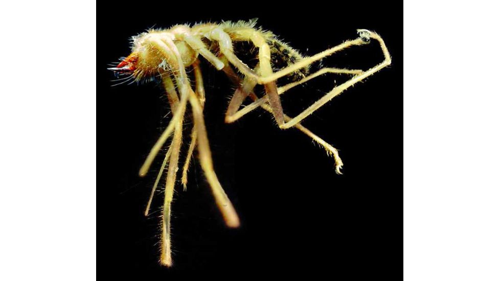 Celestron Infiniview - LCD Digital Microscope 44360