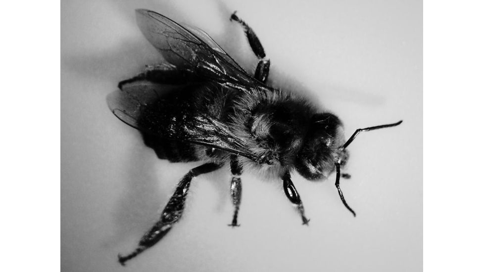 Celestron Infiniview - LCD Digital Microscope 44360