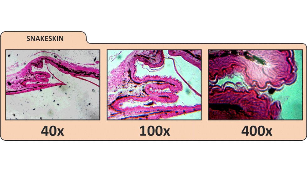 Celestron LCD Digital Microscope II 44341