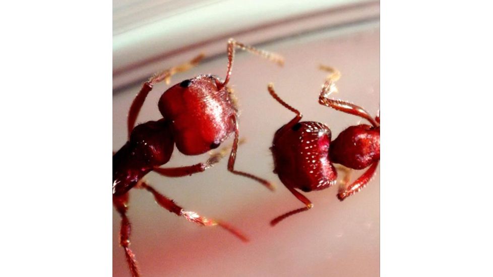 Celestron MicroDirect 1080p HD Handheld Digital Micro, Black, 44316