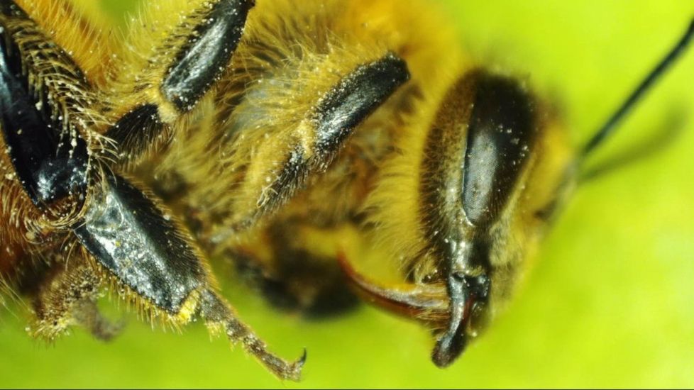 Celestron MicroDirect 1080p HD Handheld Digital Micro, Black, 44316