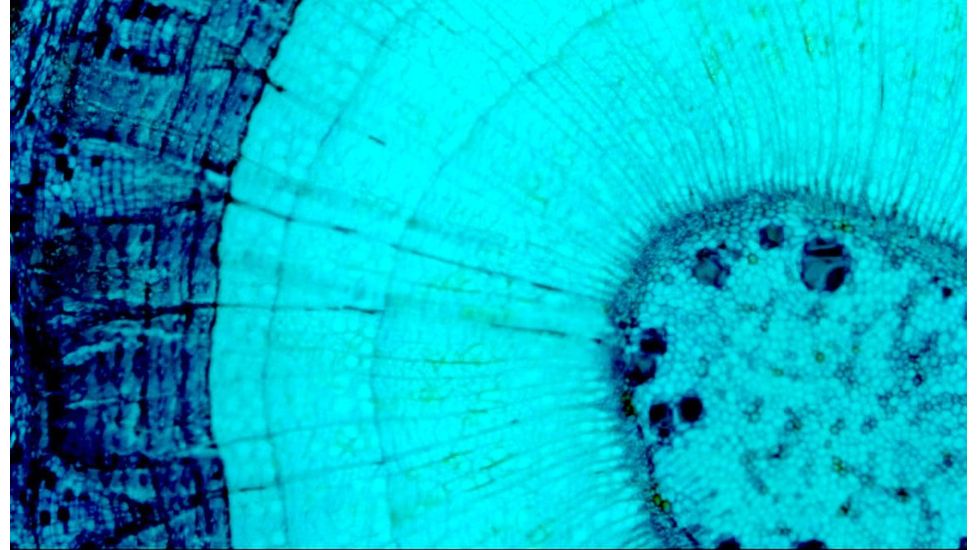 Celestron MicroDirect 1080p HD Handheld Digital Micro, Black, 44316