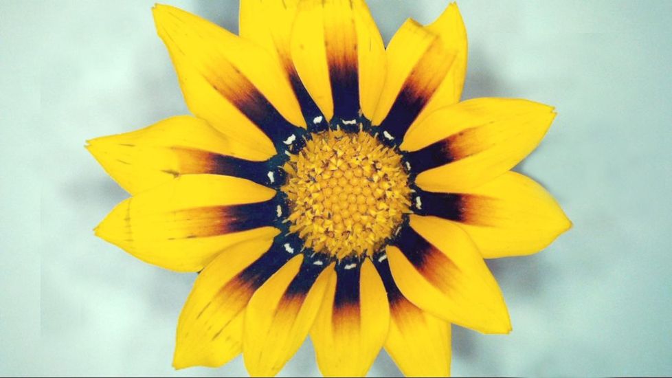 Celestron MicroDirect 1080p HD Handheld Digital Micro, Black, 44316