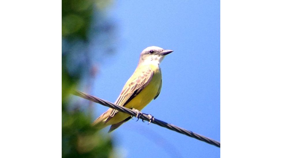 Celestron Regal M2 65ED Spotting Scope 52304