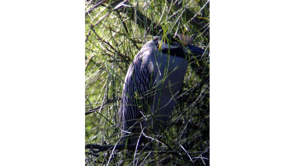 Celestron Regal M2 65ED Spotting Scope 52304