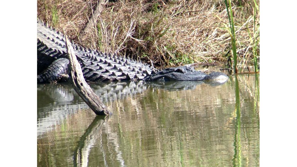 Celestron Regal M2 65ED Spotting Scope 52304