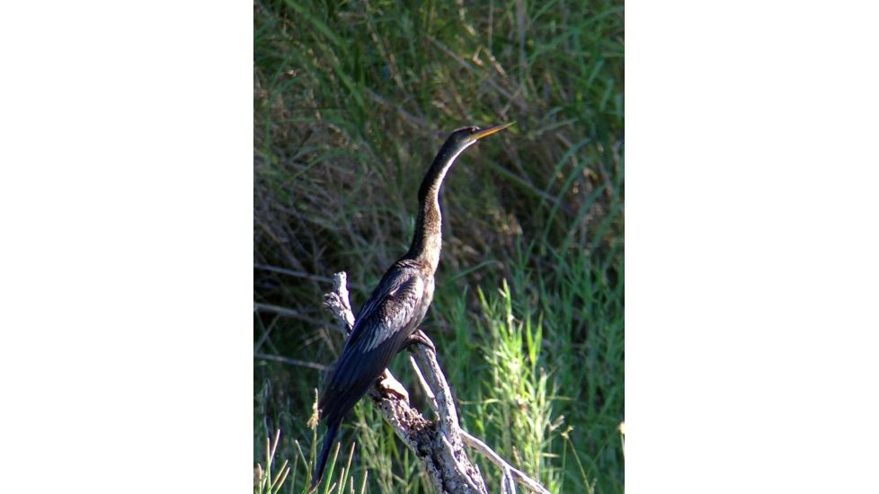 Celestron Regal M2 65ED Spotting Scope 52304