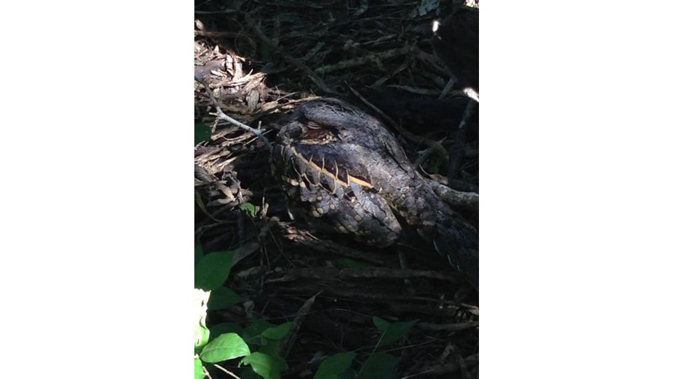 Celestron Regal M2 65ED Spotting Scope 52304