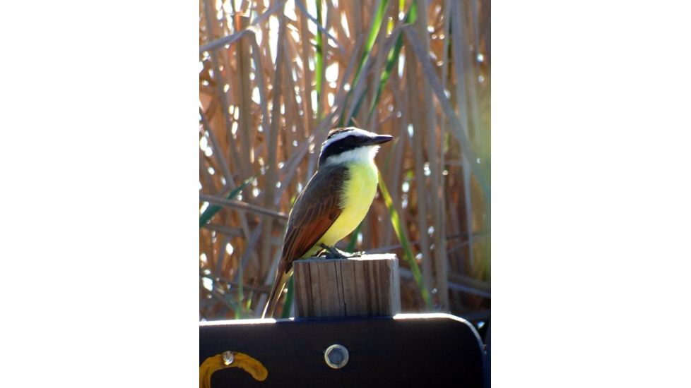 Celestron Regal M2 65ED Spotting Scope 52304