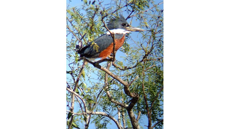 Celestron Regal M2 65ED Spotting Scope 52304