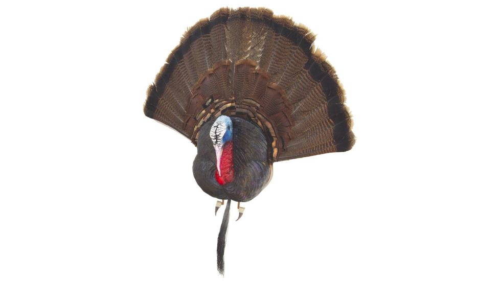 Cherokee Turkey, Taxidermy Bust MF9300