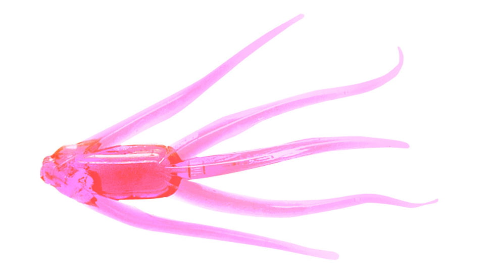 Clam Maki Water Spider