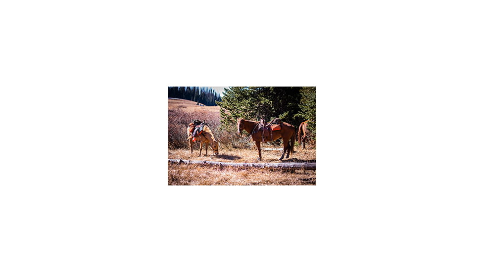Two Pack Horses