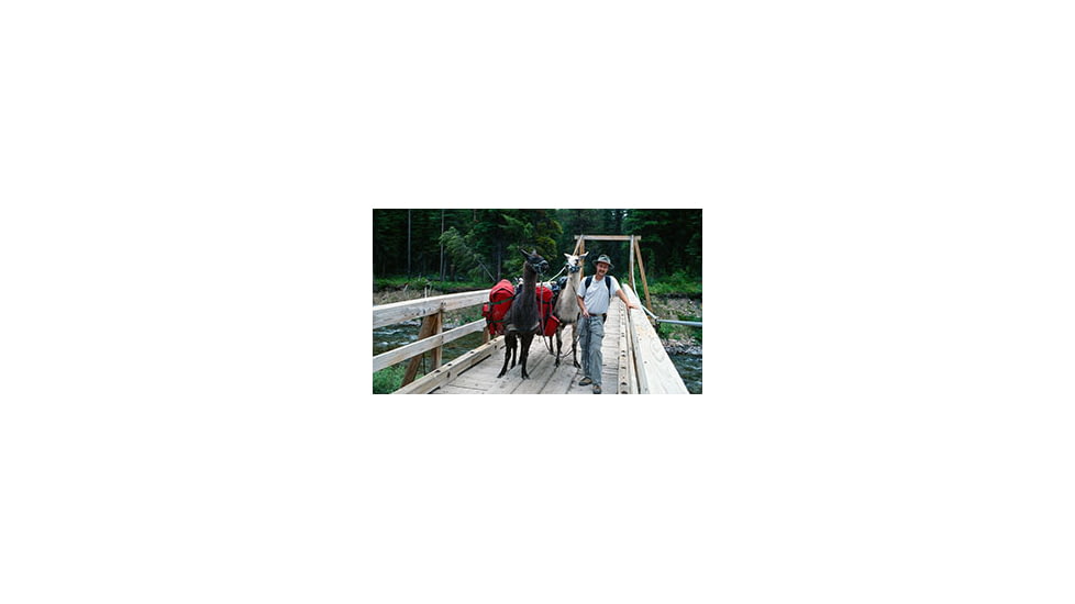 Pack Llamas on Bridge